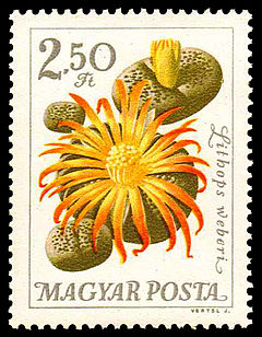 1714 Flowers 250.jpg