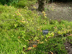 Abeliophyllum-distichum.jpg