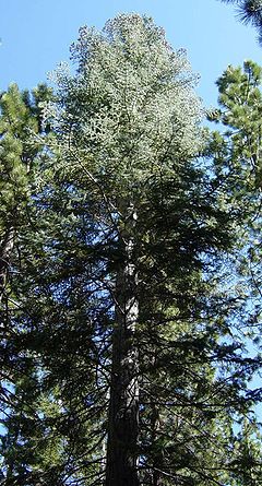 Abies concolor Yosemite NP.jpg