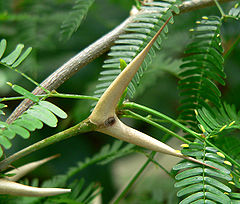 Acacia cornigera 2.jpg