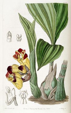 Acanthephippium bicolor.jpg