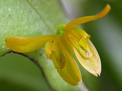 Acianthera luteola.jpg