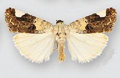 Acontia areletta (male).JPG