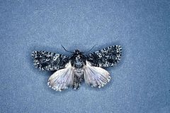 Acronicta afflicta1.jpg