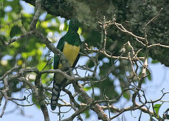 African emerald cuckoo (Chrysococcyx cupreus) in tree.jpg
