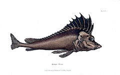 Agriopes torvus - Cuvier.jpg