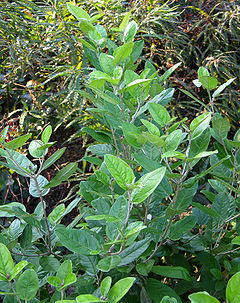 Alabama Croton Croton alabamensis Plant 2448px.jpg