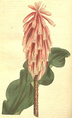 Aletris capensis - Curtis.jpg