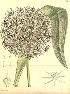 Allium albopilosum.jpg