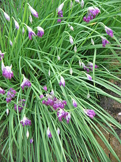 Allium cyathophorum01.jpg