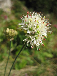 Allium ericetorum.jpg