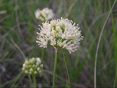 Allium flavescens (inflorescence).jpg