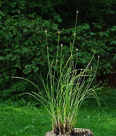 Allium gunibicum.jpg