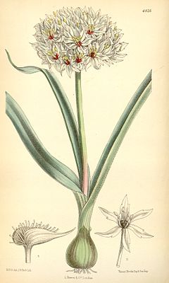 Allium orientale (as A. erdelii) Bot. Mag. 105. 6426 . 1879.jpg