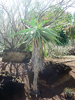 AloeSpeciosa.jpg