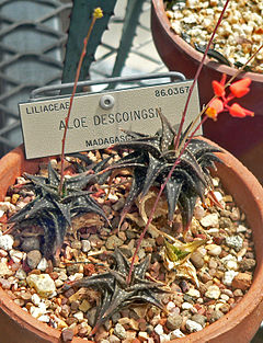 Aloe descoingsii 1.jpg