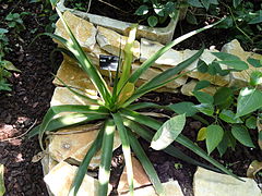 Aloe macra - Jardin Botanique de Lyon - DSC05398.JPG