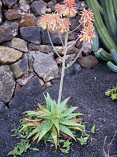 Aloe rauhii 2.jpg