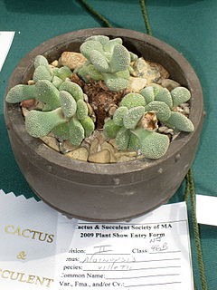 Aloinopsis villetti - Tower Hill Botanic Garden.JPG