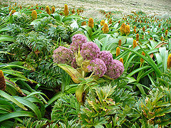 Anisotome latifolia.jpg