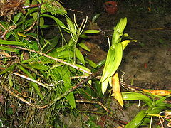 Arachnis breviscapa (Vandeae) - plant.jpg