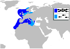 Argentina sphyraena mapa.svg