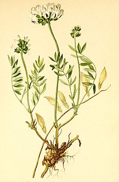 Astragalus australis Atlas Alpenflora.jpg