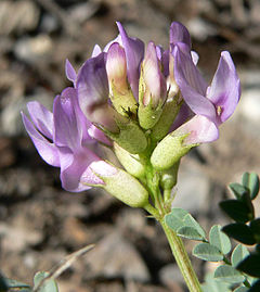Astragalus beckwithii var purpureus 11.jpg