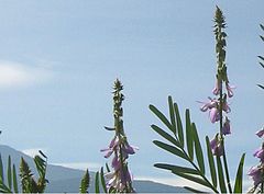 Astragalus berterianus.JPG