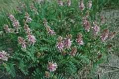 Astragalus bisculatus.jpg