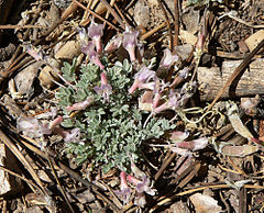 Astragalus calycosus var calycosus 5.jpg