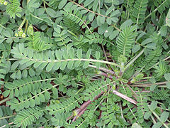 Astragalus edulis Habitus 2010-6-25 CampodeCalatrava.jpg