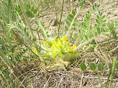 Astragalus exscapus.JPG