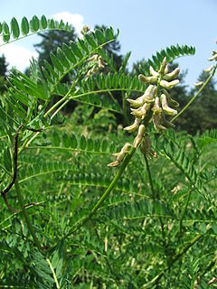 Astragalus falcatus 2007.05.24.JPG