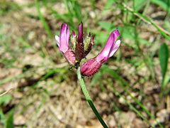 Astragalus vesicarius inflorescence.JPG