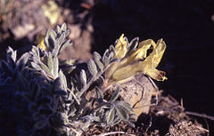Astragaluscibarius.jpg
