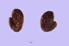 Astragaluseurekensis.jpg