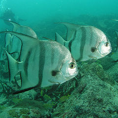 Atlantic Spadefish.jpg