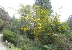 Azara lanceolata-planta.jpg