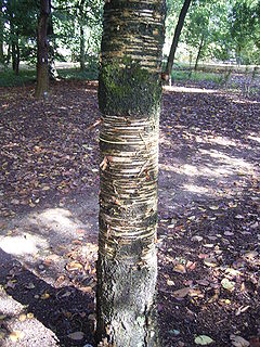 Betula maximowicziana 01-10-2005 12.43.20.JPG