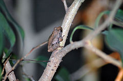 Bombay Shrub Frog.JPG
