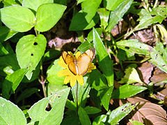 Borboleta1-wedelia paludosa.jpg