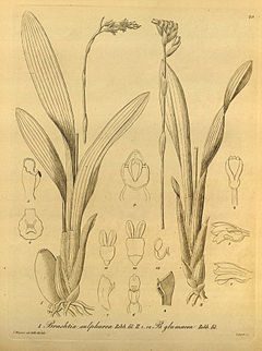 Brachtia sulphurea - Brachtia glumacea - Xenia vol 1 pl 29 (1858).jpg