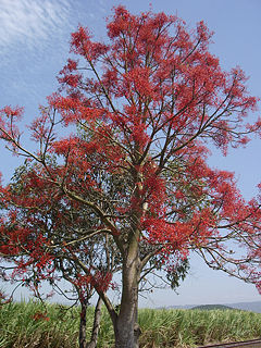 Brachychiton Acerifolius-Tree2.jpg