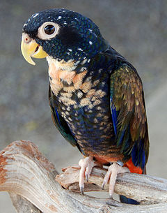 Bronze-winged Parrot (Pionus chalcopterus).jpg