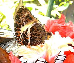 Brown speckled butterfly KL.jpg