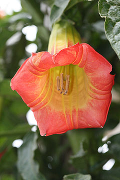Brugmansia sanguinea (Scarlet Angel's Trumpet).jpg
