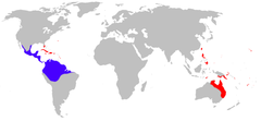 Distribución del sapo de caña. Distribución nativa en azul, introducida en rojo.