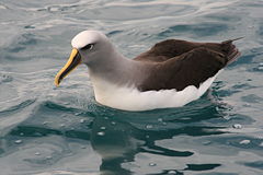 Buller's Albatross on water.jpg
