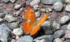 Butterfly Tamil Yeoman.jpg